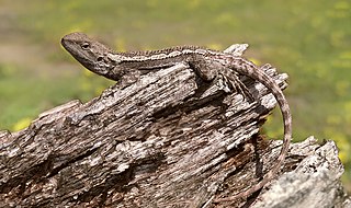 <span class="mw-page-title-main">Jacky dragon</span> Species of lizard