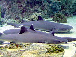 Three gray sharks lying beside each other on the sea bottom.