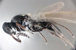 <i>Trichacis</i> Genus of wasps