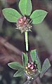 Gestreepte klaver (Trifolium striatum)