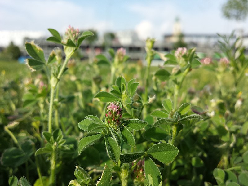 File:Trifolium striatum sl34.jpg