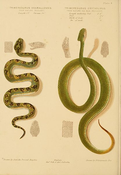 File:Trimeresurus Anamallensis Poisonous snakes of India sketched by Joseph Ewart.jpg