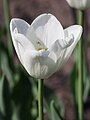 Tulipa 'White Dream', Tulipan 'White Dream', 2018-04-28