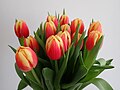 * Nomination Bouquet of tulips.--Salicyna 19:37, 12 February 2019 (UTC) * Decline  Oppose Insufficient quality. Sorry but I think it's quite unsharp and noisy --Podzemnik 20:54, 12 February 2019 (UTC)