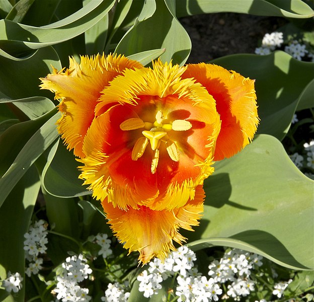 File:Tulipa cultivar Jdp.jpg