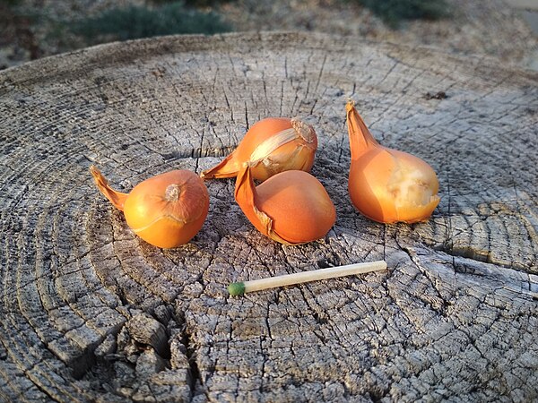 Tulipa humilis (Liliaceae): Bulbs