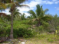 State Tree of Tonga