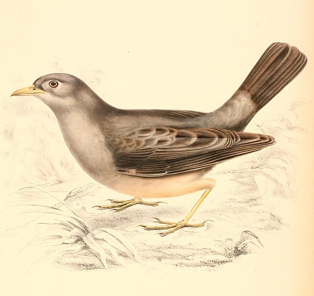 File:Turdus obscurus 1838.jpg