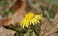 Tussilago farfara