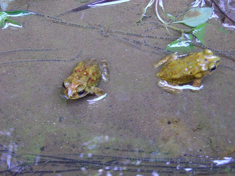 File:Two frogs yellow.jpg