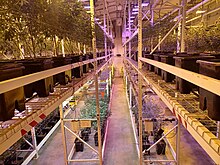 Vertical farming flowering room with different light types, including double-ended HPS lamps and LEDs. Two tier flower room 2023.jpg