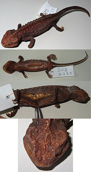 File:Tylototriton asperrimus (10.3897-zookeys.935.37138) Figure 3.jpg