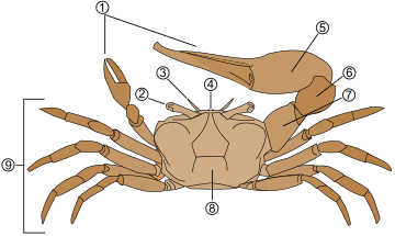 Représentation schématique de l'anatomie d'un crabe. 1. Pince des chélipèdes 2. Pédoncules oculaires et yeux  3. Antennes et antennules 4. Rostre 5. Propodus 6. Carpus 7. Merus 8. Carapace 9. Pattes ambulatoires.