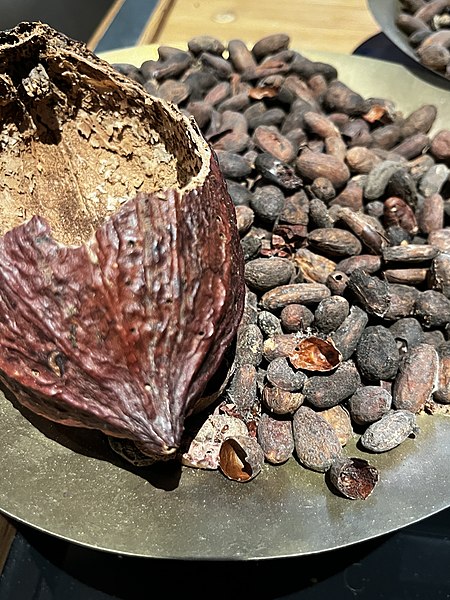 File:Une cabosse et des fèves de cacao (MUSCO) juin 2022.JPG