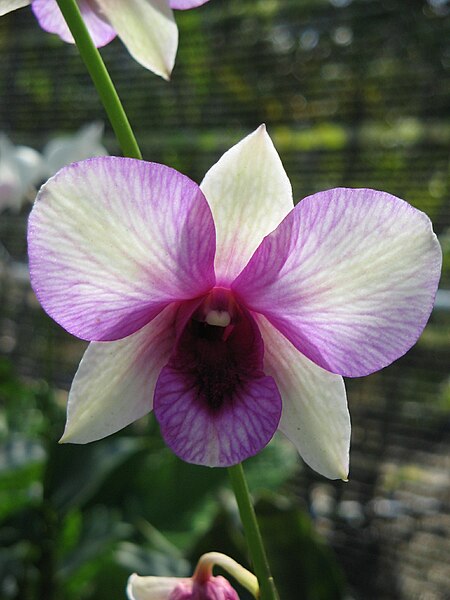 File:Unid orchid18.JPG