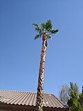 Миниатюра для Файл:Unidentified Washingtonia by Prahlad balaji.jpg