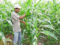 Thumbnail for Agriculture in Panama