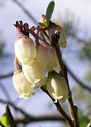 Blüte der Moorbeere