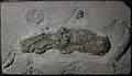Sebuah fossil Vampyronassa rhodanica (cumi-cumi vampire yang telah punah ) pada Zaman Jurasik