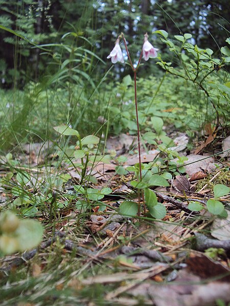 File:Vanamo 22.6.2013 asikkala vääksy taimenkujan metsä.jpg