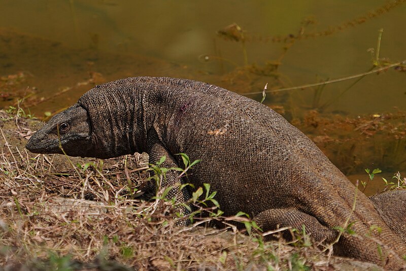 File:Varanus bengalensis09507.jpg