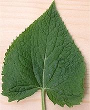 hartvormig blad van vaste Judaspenning(Lunaria rediviva)