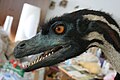 A Velociraptor mongoliensis rekonstrukciója