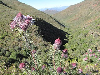 <i>Vexatorella latebrosa</i> The Robertson vexator is a shrub in the Proteaceae family from the Western Cape, South Africa