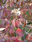 Viburnum plicatum tomentosum BotGardBln1105Fall. 
 JPG