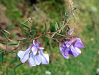 Vicia andicola