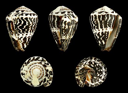 Conus (Virroconus) chaldaeus chaldaeus