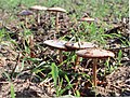 Mushrooms at Wandlitz