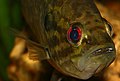 Warmouth Sunfish (Lepomis gulosus) (2498741150).jpg