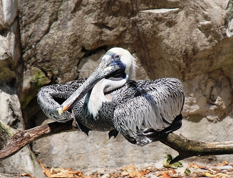 File:Washington DC Zoo - Pelican.JPG