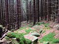 Alter Weg zur Stangenklippe