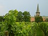 Weinberge bei Pfeddersheim.jpg