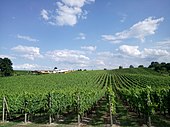 Weinbau In Deutschland: Geschichte des Weinanbaus in Deutschland, Bedeutung und Umfang, Gliederung der Lagen