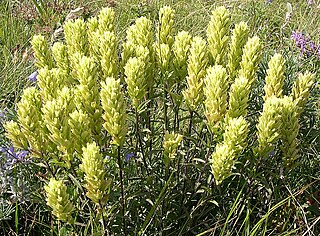 <i>Castilleja occidentalis</i> Species of flowering plant