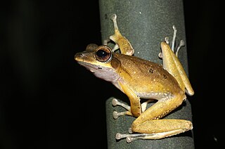 <span class="mw-page-title-main">Western tree frog</span> Species of amphibian