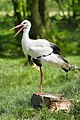 124 Ciconia ciconia (White stork) created, uploaded, and nominated by Richard Bartz