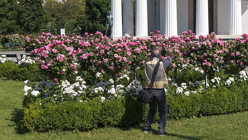 File:Wien 01 Volksgarten e.jpg