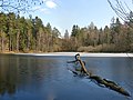* Nomination Partly frozen Wiesbüttsee in the Spessart forrest in Hesse, Germany --Milseburg 13:02, 4 February 2019 (UTC) * Promotion  Support Hmmmm very pleasant. I'd support this on FPC. If you decide to nominate, I'd remove CA on the branch on the right top --Podzemnik 15:48, 4 February 2019 (UTC)  Done Thanks for the hint. I'm not sure if it's good enough to succeed on FPC. --Milseburg 17:39, 4 February 2019 (UTC)