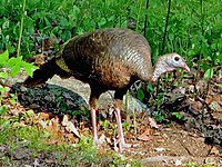 Turkey, Wild Meleagris gallopavo