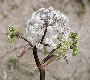 Wild angelica - before blooming