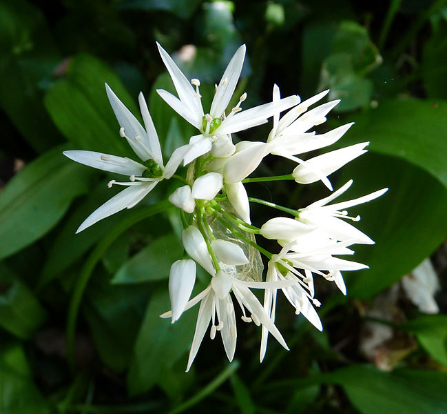 File:Wild garlic 01 (4652215291).jpg