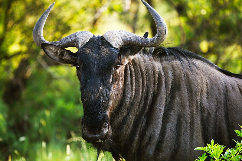 File:Wildebeest 2.jpg