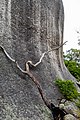 * Nomination Tidal Overlook Circuit in Wilsons Promontory National Park, Victoria, Australia --XRay 04:20, 16 January 2020 (UTC) * Promotion  Support Good quality -- Johann Jaritz 04:31, 16 January 2020 (UTC)