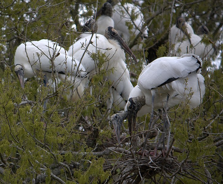 File:Wood storks (4531328076).jpg