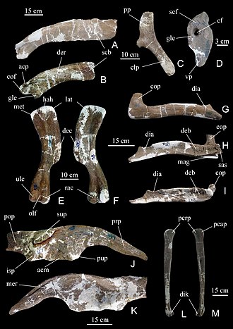 specimens of Wulagasaurus Wulagasaurus revision.jpg