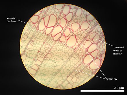 Проводящая ткань камбий сосуды устьица древесинные волокна. Камбий и Ксилема. Клетки камбия под микроскопом. Ксилема микроскоп. Камбий микроскоп.